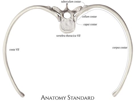 Anatomy Standard Drawing Superior View Of Typical Ribs And Thoracic