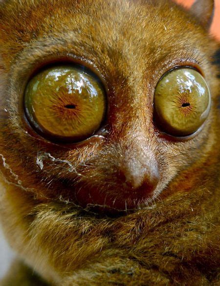 Tarsiers Eyes Each Are Bigger Than Its Brain Weird Animals Pet