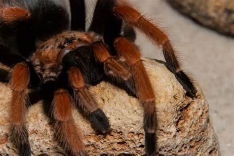 Are Tarantulas Friendly Facts You Should Know Cool Pets Advice
