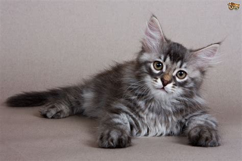 Big cat hybrids could be found in the zoos of europe at the beginning of the 19th century. 12 Large Cat Breeds That Make Lovely Pets | Pets4Homes