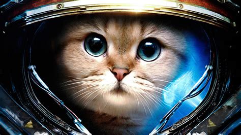 Best full hd 1920x1080 wallpapers of space. Space Cats HD Wallpaper (78+ images)