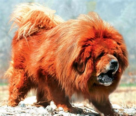 Tibetan Mastiff Dog Info Puppies Sale Cost Facts Pictures