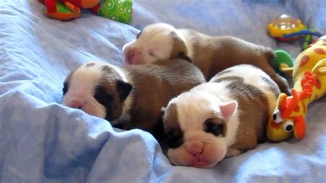 Newborn Baby Bulldog Puppies Champion Sired Youtube