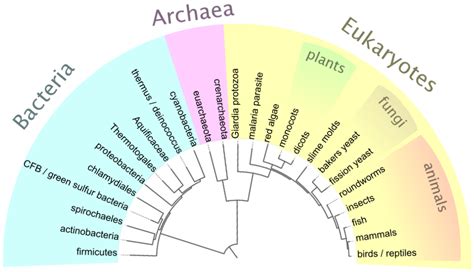 Tree Of Life Biology Facts For Kids