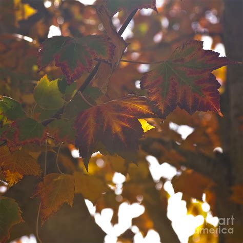 Fall Leaves Photograph By Mandy Judson