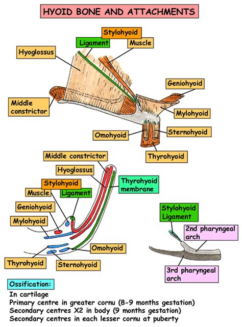 Instant Anatomy Head And Neck Areasorgans Hyoid Bone And