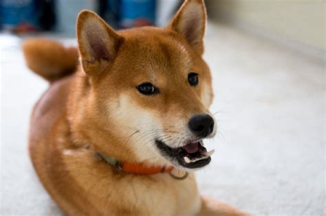 See our list of recommended wallets to store shiba inu. Shiba-inu