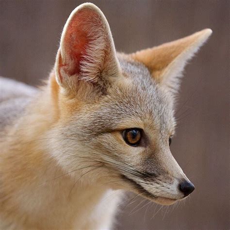 Southwest Wildlife Discovery Series The Tiny Kit Fox — A True Desert