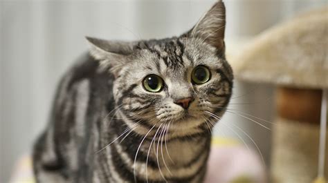 2 comments cats american shorthair cat, animals, cats. American Shorthair Cats | Pet Health Insurance & Tips