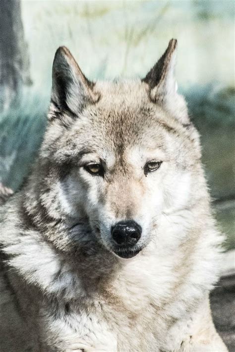 Wolf Animal Zoo Carnivore Mammal Gray Wolf Dog Canine Nature