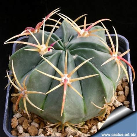 Gently remove the cactus from its pot and discard any topdressing. Ferocactus macrodiscus