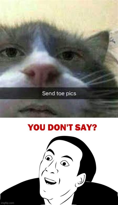 Image Tagged In Send Toe Pics Catmemesyou Dont Say Imgflip