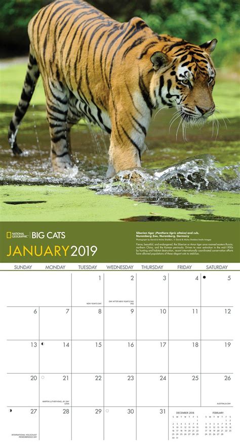 National Geographic Big Cats 2019 Wall Calendar Calendar Wall