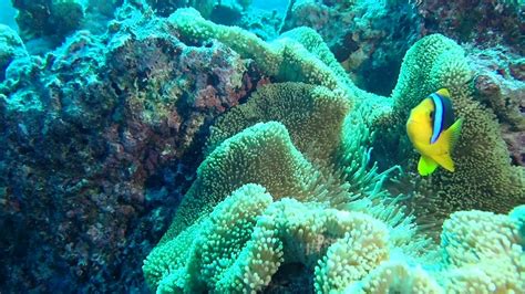 Saipan Diving June 2020 Youtube
