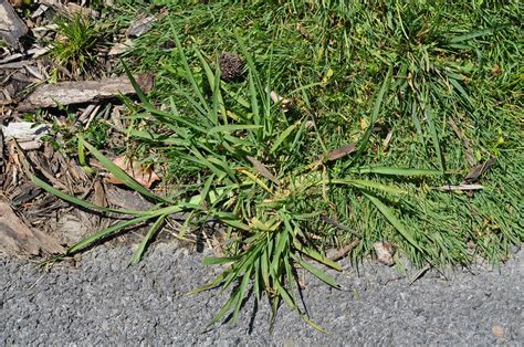 How Many Different Types Of Crabgrass Are There Constant Delights