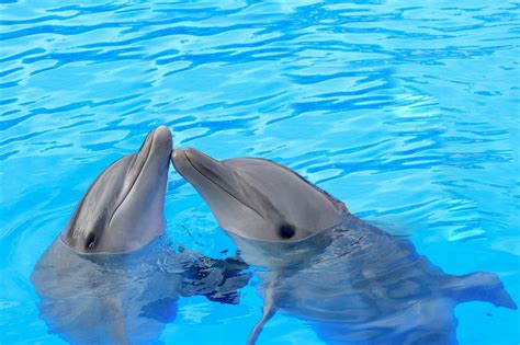 The smaller dolphins eat fishes such as mackerel, squids, cod or herrings it is the only place they are found. How Do Dolphins Communicate? Can Humans Speak Dolphin ...