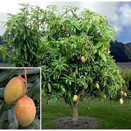 Mango Tree Pickering Mangifera Indica Hybrid