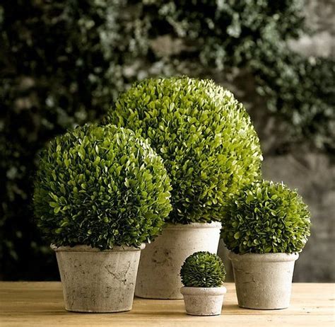 See full list on prettypurpledoor.com How to grow boxwood topiary - decorating ideas for home ...