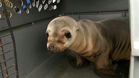 Saving The Sea Lion Pups Video Abc News