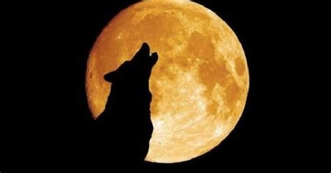 Si lo deseas puedes ver la lista de todos los días con luna llena o luna nueva para el año 2021. Luna llena de lobo: la primera del 2021 | BAE Negocios