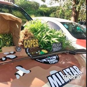 Homem Preso Em Flagrante Por Cultivar Maconha Em Casa Tribunahoje