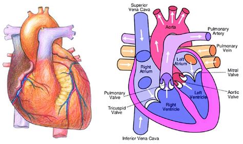 Cardiovascular System in 2020 | Cardiovascular system, Body systems, System