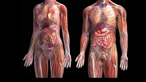 Anatomia Del Cuerpo Humano Hombre Kulturaupice
