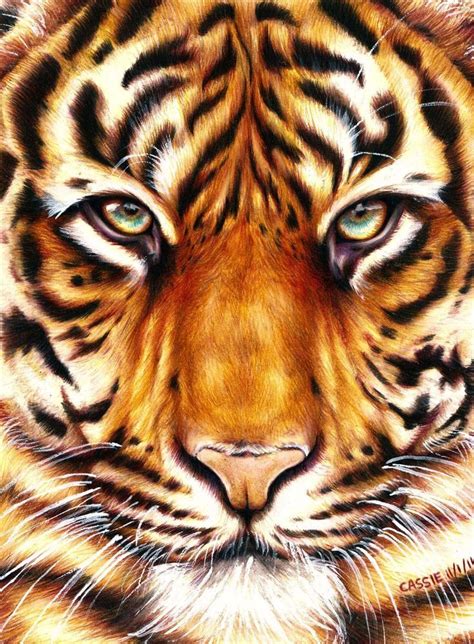 Tiger Amazing Animal Drawings From Great Pencils Art Illustration