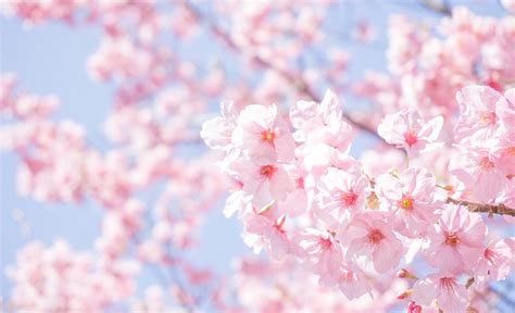 桜の写真を投稿しよう！ Acワークスのブログ