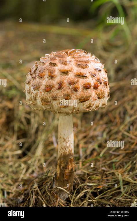 Shaggy Parasol Macrolepiota Rhacodes Fungus Young Fruiting Body