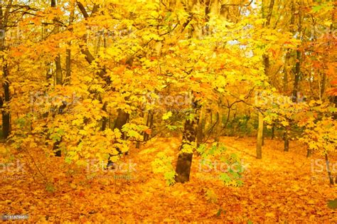 Beautiful Autumn Forest Fall Background Stock Photo Download Image