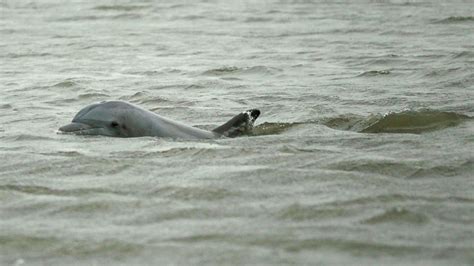 7 Years After Deepwater Horizon Oil Spill Louisiana Dolphins Struggle To Reproduce Abc News