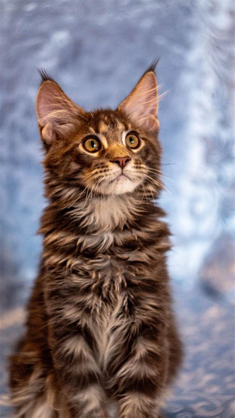 High to low nearest first. Maine Coon, Maine Coon kittens from cattery, Cats, for ...