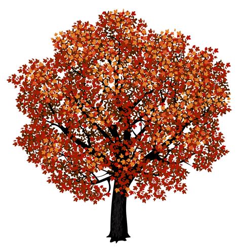 Red Maple Tree Png Clipart Picture Red Maple Tree Maple Tree