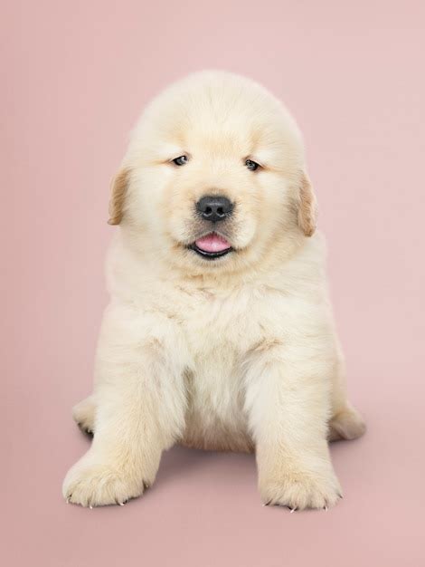 Free Photo Portrait Of An Adorable Golden Retriever Puppy