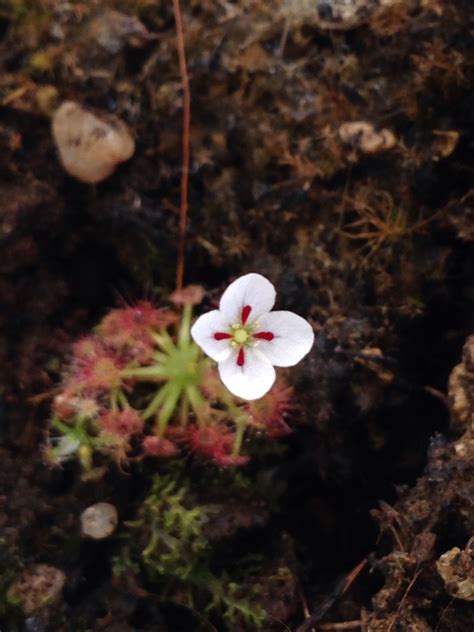 Get the best deals on sundew drosera carnivorous plants. Drosera x nitidula nitidula x pygmaea photos