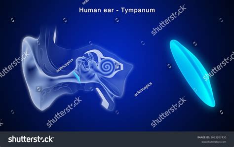 16072 Human Ear Anatomy Images Stock Photos And Vectors Shutterstock