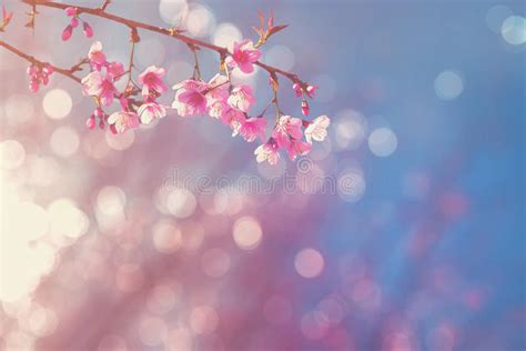 Blurred Pink Cherry Blossom With Soft Focus And Bokeh Stock Photo