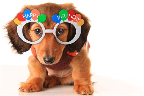 Happy Birthday Clip Art With Dogs