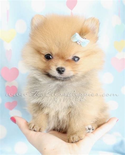 Best 25 Too Cute Puppies Ideas On Pinterest Cute Pups