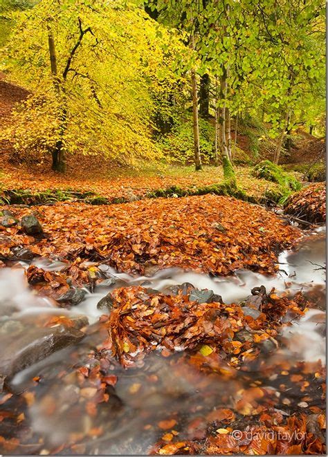 Autumn Beech Leaves Around A Stream Near Bracklinn Falls In The