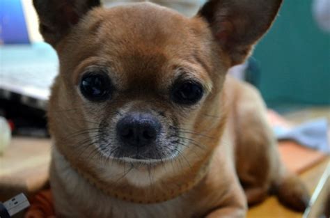 Chihuahua Face Free Stock Photo Public Domain Pictures