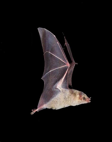Greaterlong Nosedbat000 910×1152 Vampire Bat Bat Power Animal