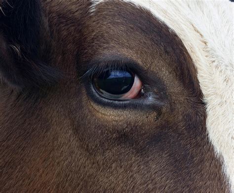 Cow Eye Photograph By Agafon Pixels
