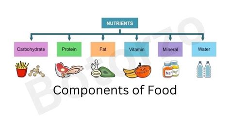 Components Of Food Nutrients Protein Carbohydrate Fats Botorzo