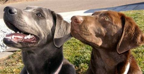 Silver labs, silver labrador puppy, silver lab puppies, silver labrador retriever puppies, pic, pics, picture, pictures, image, images, akc, american kennel club, registered, breeder, unique, beautiful, best, amazing, hunting dog, companion, charcoal lab puppy, charcoal labrador. Lab Puppies for Sale California | Charcoal Labs | Silver ...