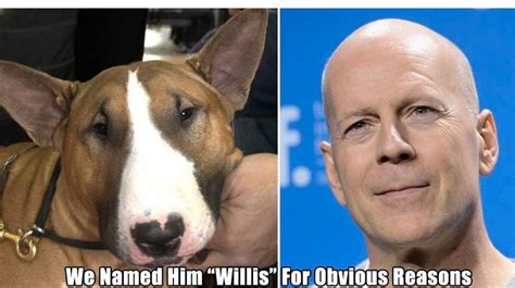 Dogs That Look Like Famous People