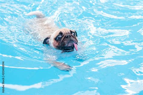 Happy Cute Pug Dog Swimming With Tongue Sticking Out In The Private
