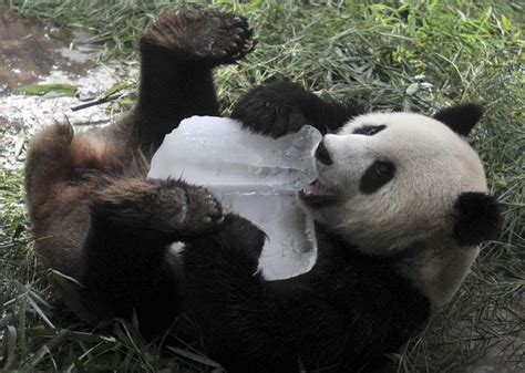 Scientists Discover Why Giant Pandas Eat Shoots And Leaves Panda Panda Bear Giant Panda
