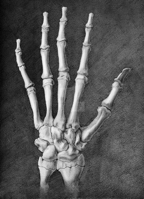 Maybe you would like to learn more about one of these? Dorsal Hand Skeleton by elizabethnixon on DeviantArt